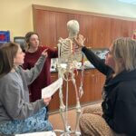 Students working with human skeleton in class